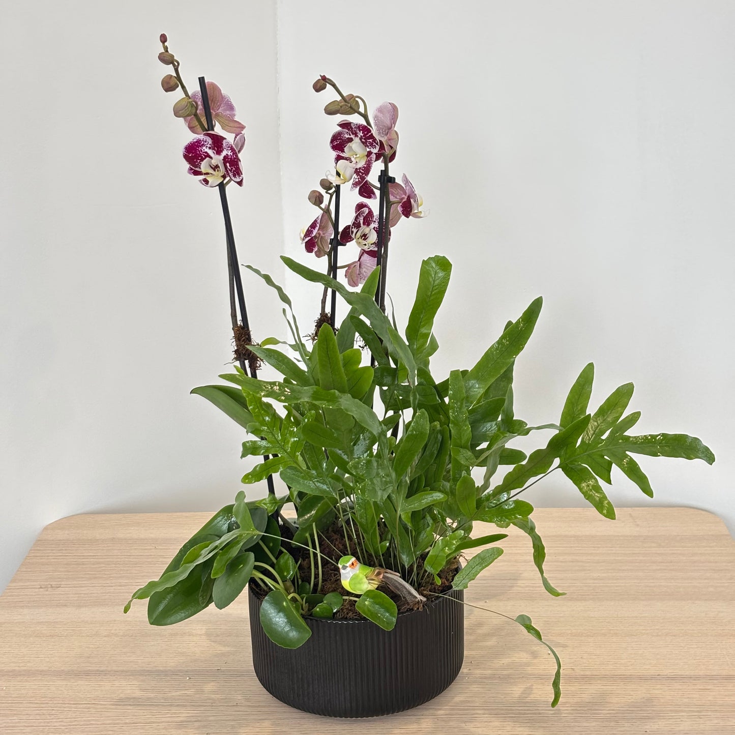 Elegant Orchid Garden