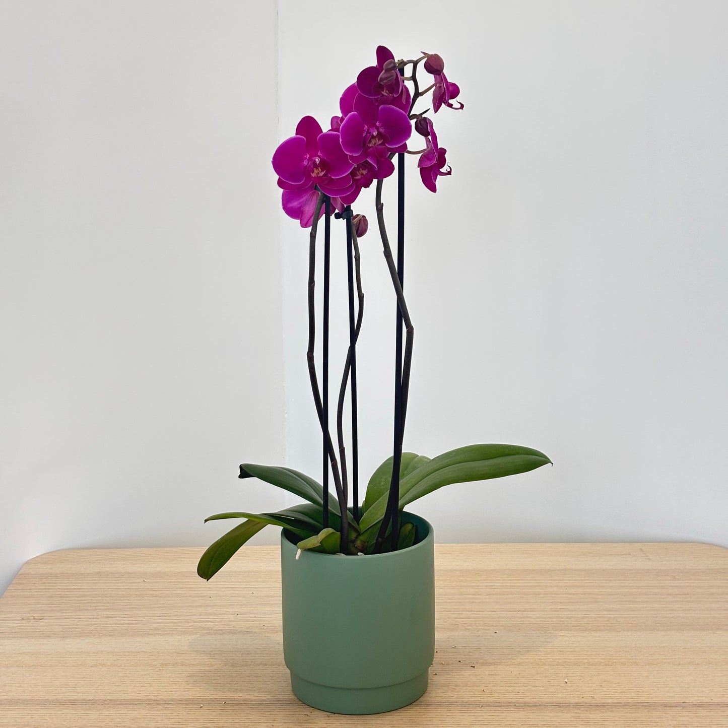 Orchid in Bloom