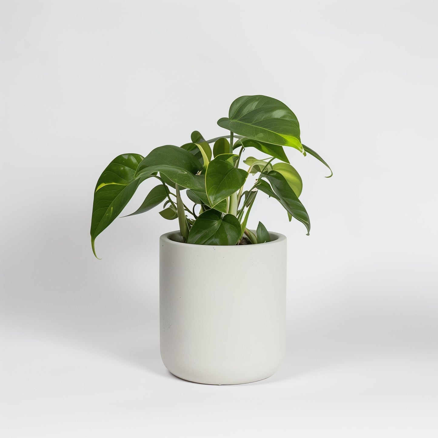 Golden Pothos