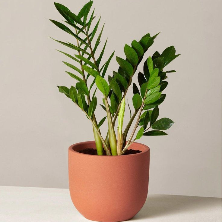 Our lovely Zz Plant