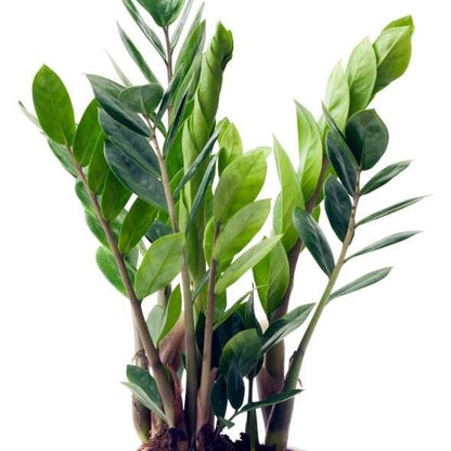 Our lovely Zz Plant