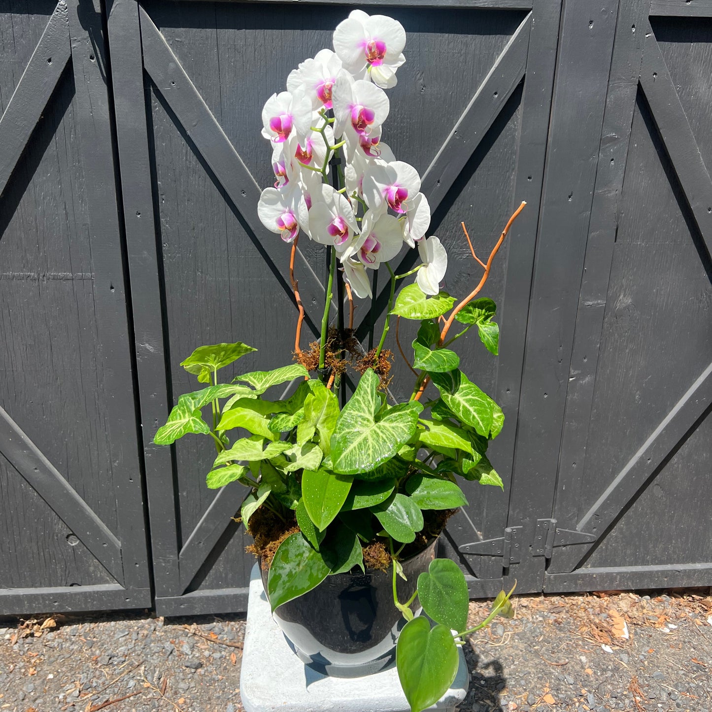 Orchid Botanical Arrangement