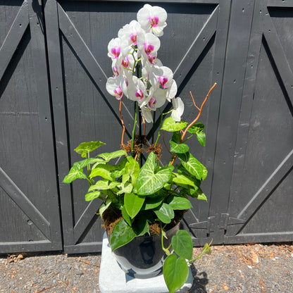 Orchid Botanical Arrangement
