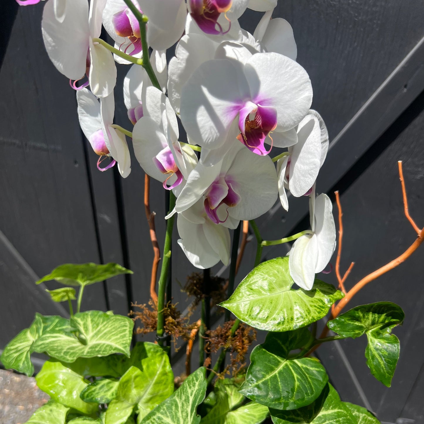 Orchid Botanical Arrangement