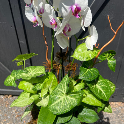 Orchid Botanical Arrangement