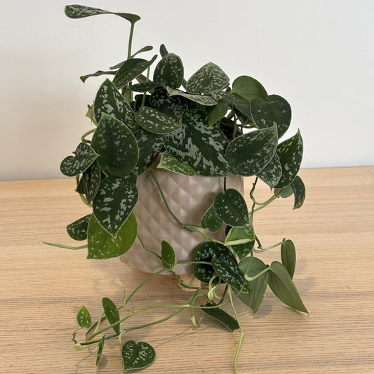"Silver Satin" Pothos