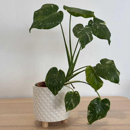 Philodendron Monstera