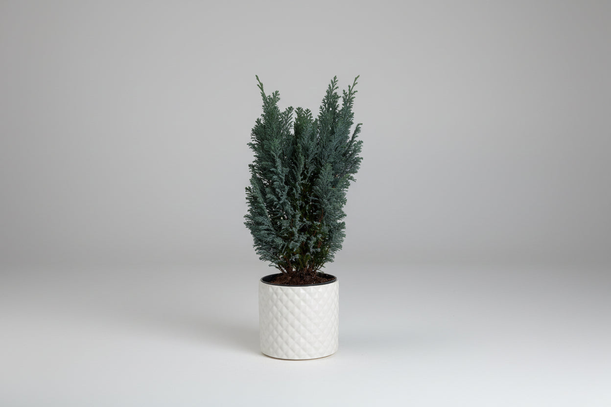 Cypress Tree