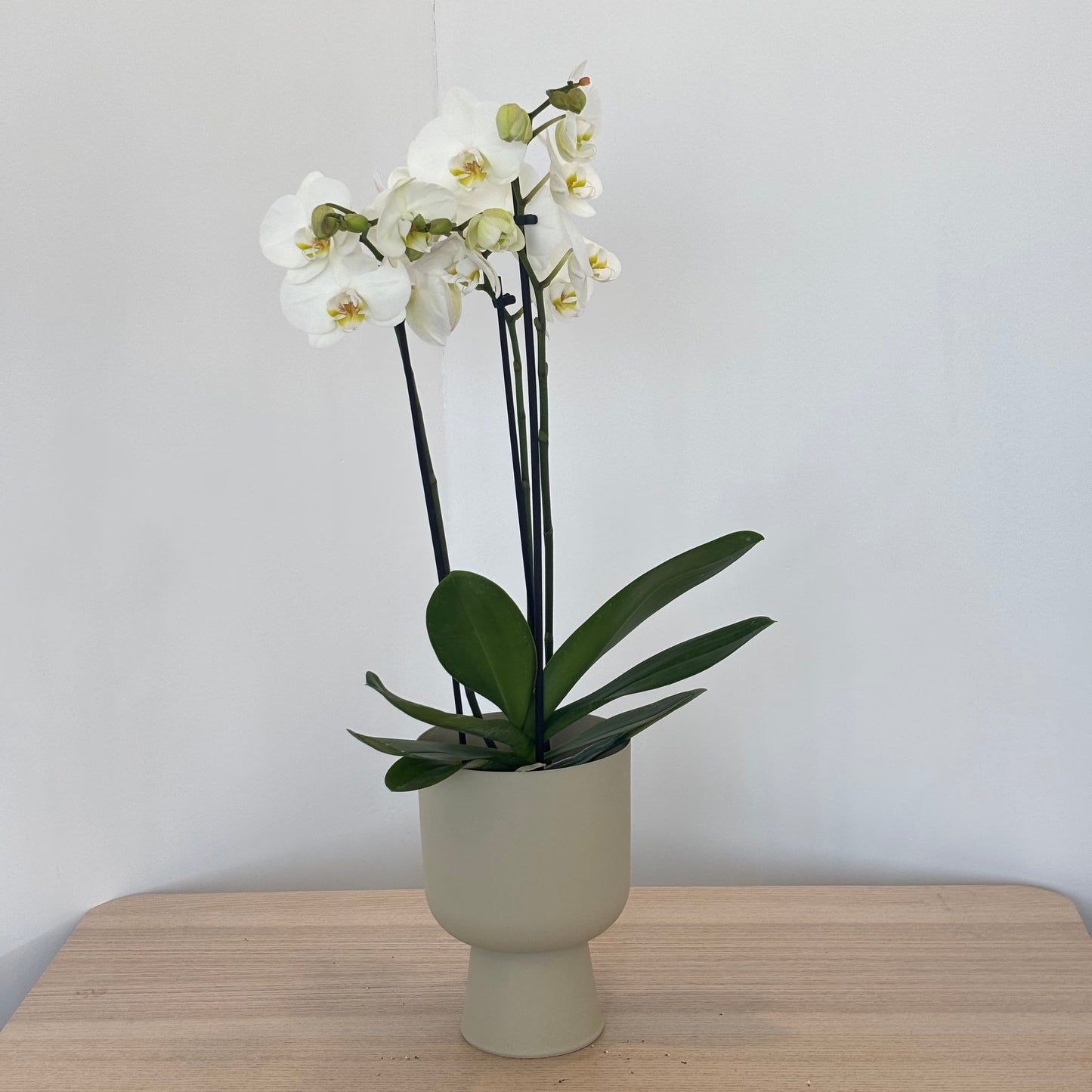 Enchanting Orchid
