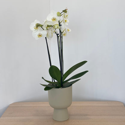 Enchanting Orchid