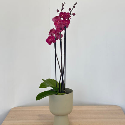 Enchanting Orchid