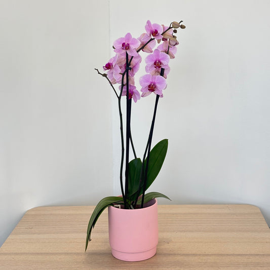 Orchid in Bloom