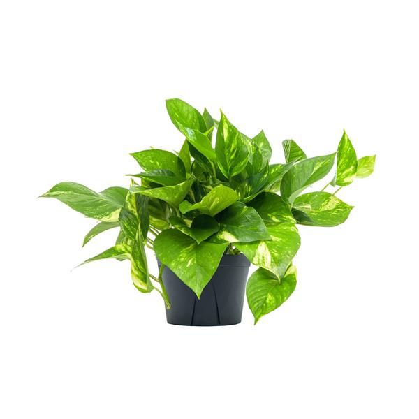 Golden Pothos