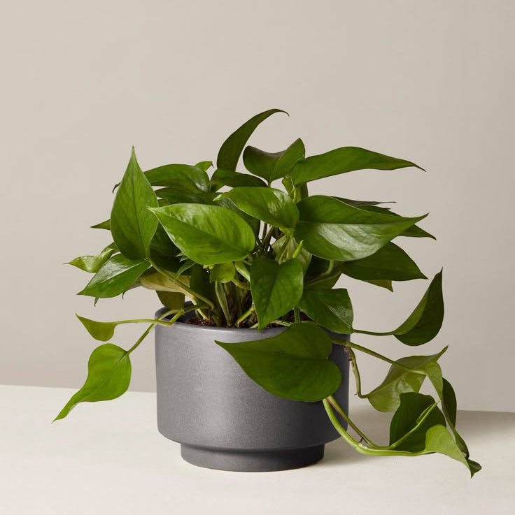Golden Pothos
