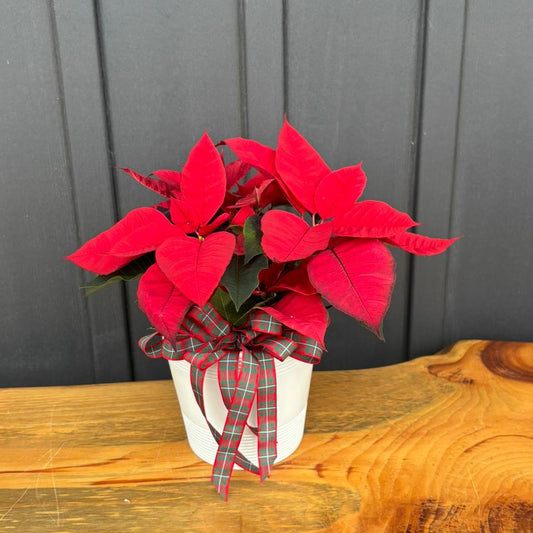Christmas Poinsetta